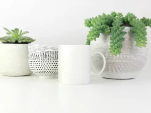 White ceramic mugs beside potted succulents on a light table